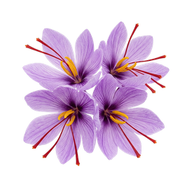 A cluster of purple saffron crocus flowers in bloom