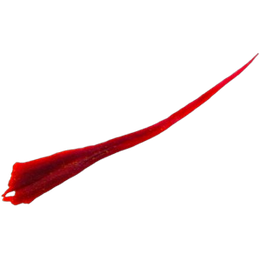 A single saffron thread shown in close-up